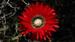 Imagem de Drosanthemum speciosum (Haw.) Schwant.