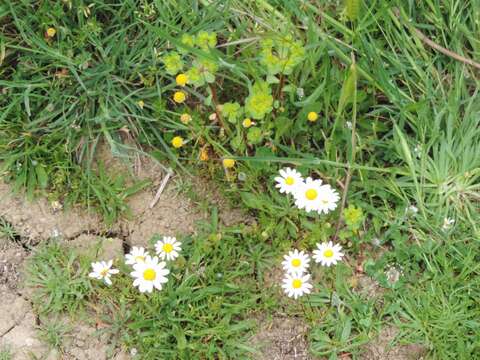 Image of chamomile