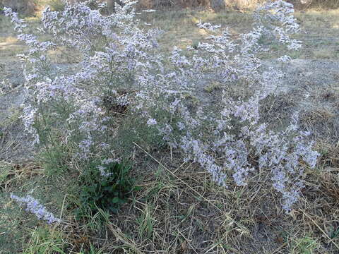 Image of Limonium dichotomum (Cav.) O. Kuntze