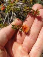 Image of Melaleuca asterocarpa (Hnatiuk) Craven & R. D. Edwards