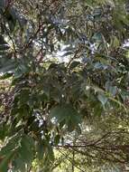 صورة Lithocarpus uraianus (Hayata) Hayata