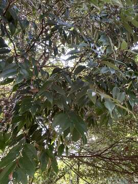 Lithocarpus uraianus (Hayata) Hayata的圖片