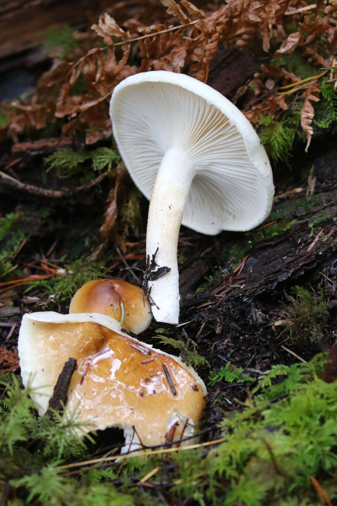 Hygrophorus bakerensis A. H. Sm. & Hesler 1942 resmi