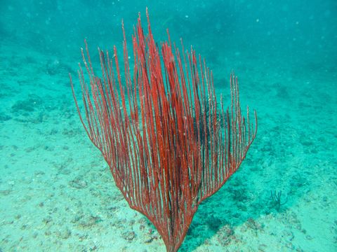 Image of <i>Ctenocella pectinata</i> (Pallas 1766)