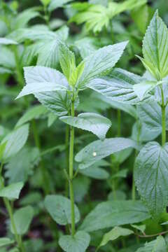 Nepeta manchuriensis S. Moore resmi