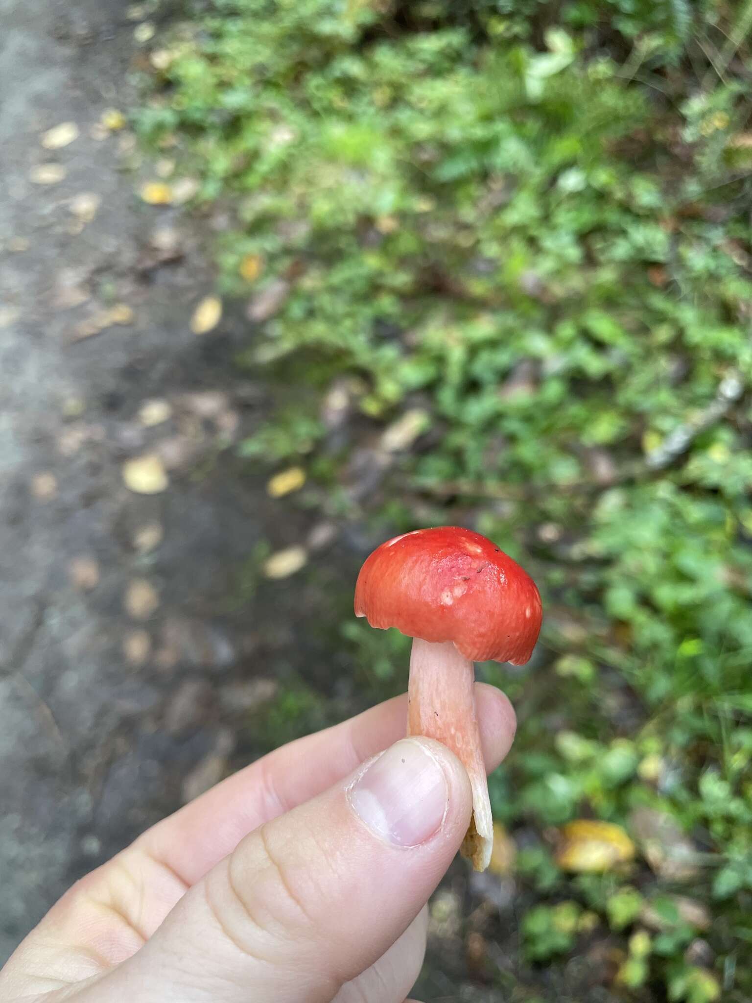 Image of Russula americana Singer 1940