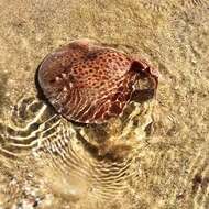 Image of Blackspotted Torpedo