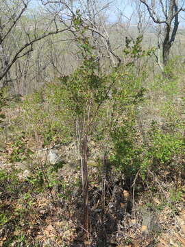 Image of Spiraea elegans Pojark.