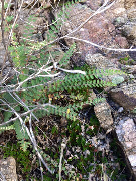 Image of wavy scaly cloakfern