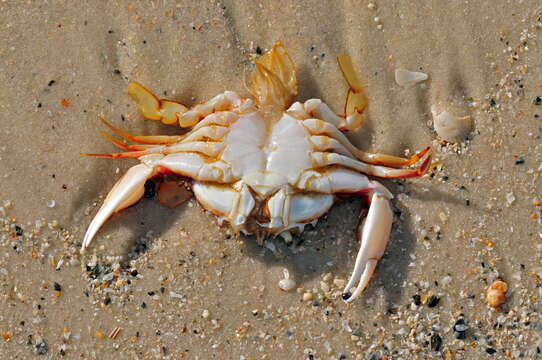 Image of Florida lady crab