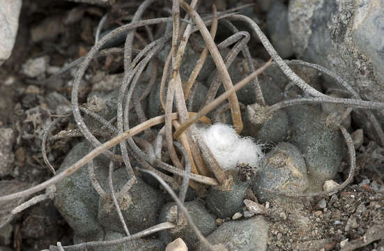 Image of Turbinicarpus schmiedickeanus subsp. macrochele (Werderm.) N. P. Taylor