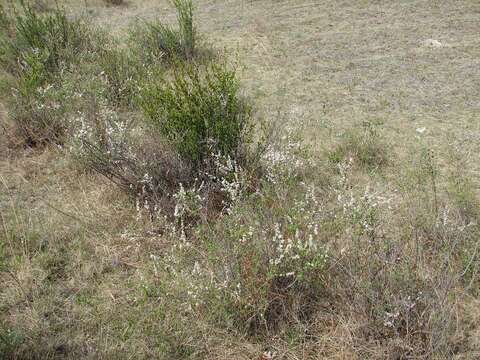 Image de Spiraea aquilegifolia Pall.