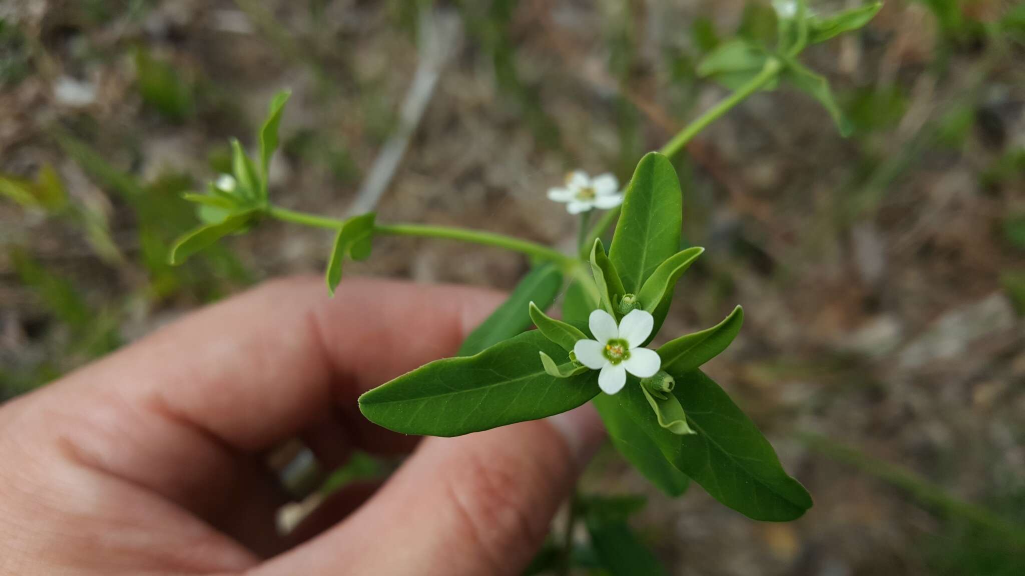 Sivun Euphorbia pubentissima Michx. kuva