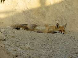 Image of Turkmenian fox