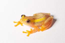 Image of Betsileo Reed Frog