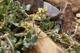 Image of sulphur-flower buckwheat