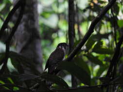 Image of Moustached Hawk-Cuckoo
