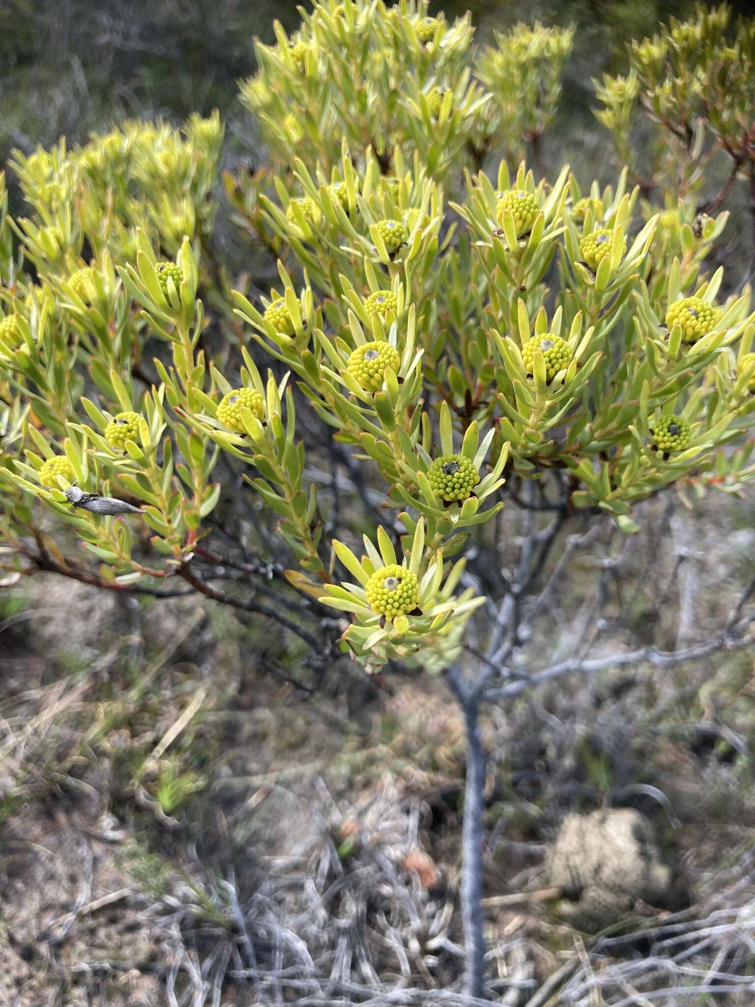 Image of Leucadendron modestum I. Williams