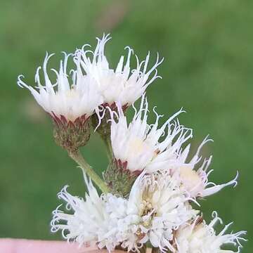 Plancia ëd Vernonanthura brasiliana (L.) H. Rob.