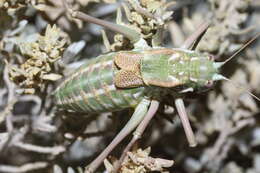 Image of Plagiostira gillettei Caudell 1907