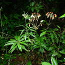 Image of Alstroemeria amazonica Ducke