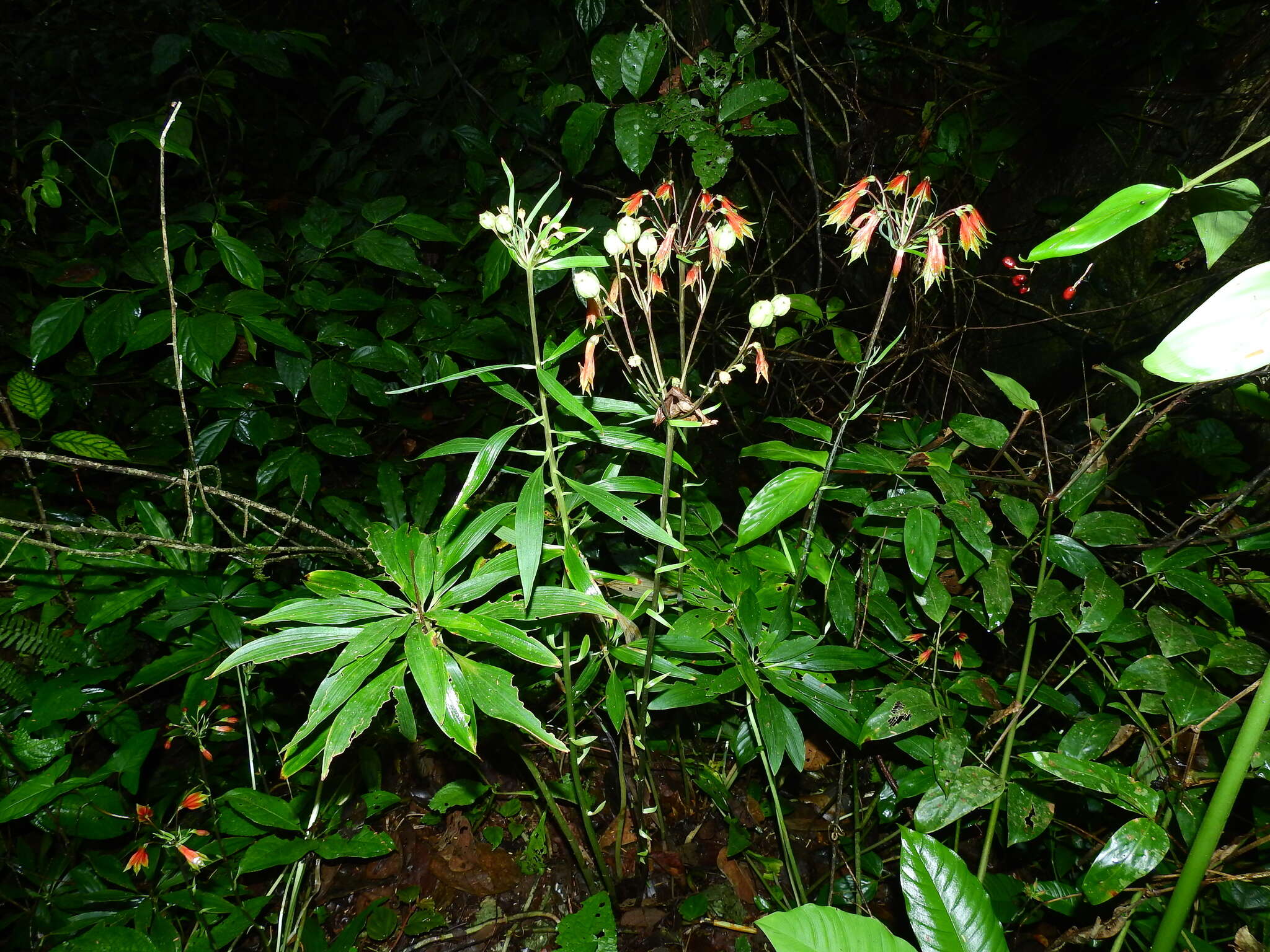 Image of Alstroemeria amazonica Ducke