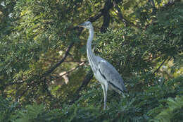 Слика од Ardea cinerea jouyi Clark & AH 1907