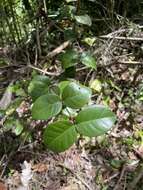 Image of sperry guava