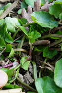 Image of Lesser celandine