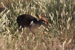 Image of Guenther's Dik-dik