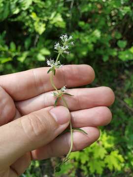 Image of Thymus pulegioides subsp. pannonicus (All.) Kerguélen