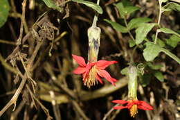 Image of Mutisia clematis L. fil.