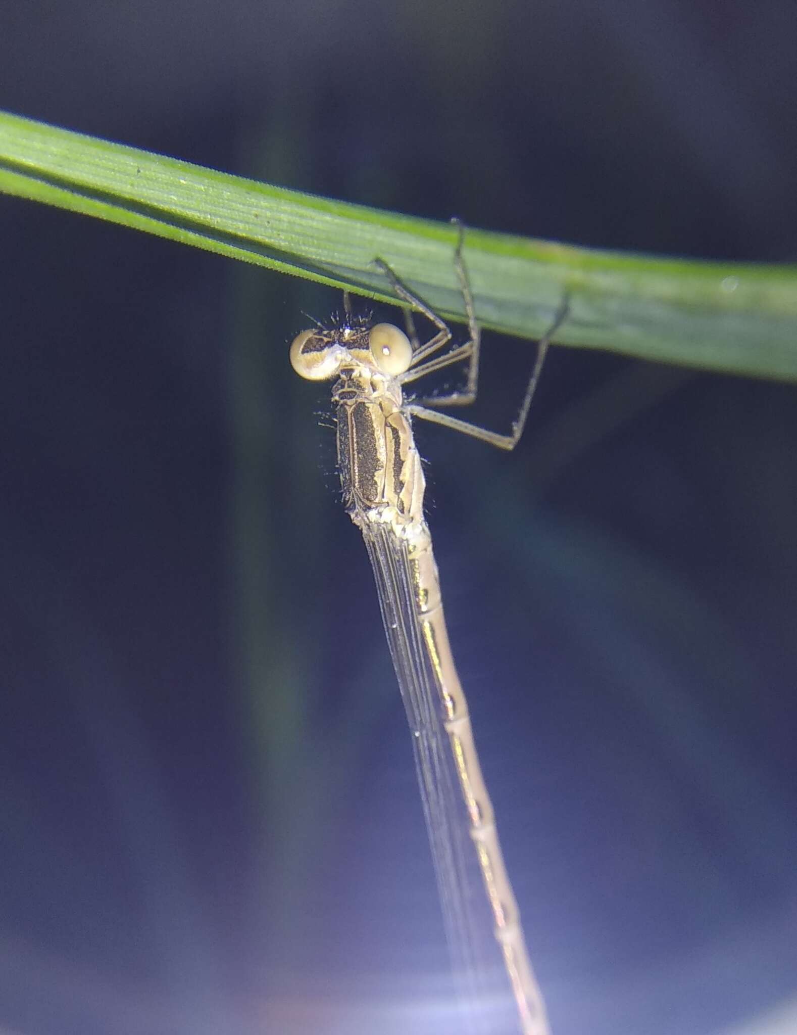 Image of Siberian Winter Damsel