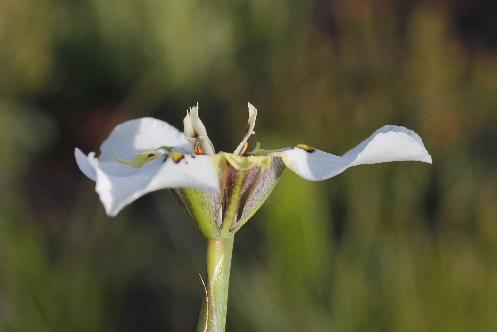 Image of Moraea cantharophila Goldblatt & J. C. Manning