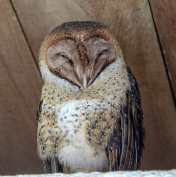 Image de Tyto alba punctatissima (Gould & G. R. Gray 1838)