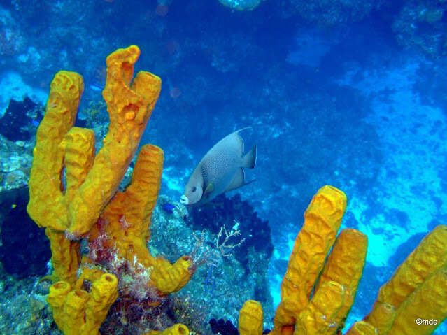 Image of Yellow tube sponge