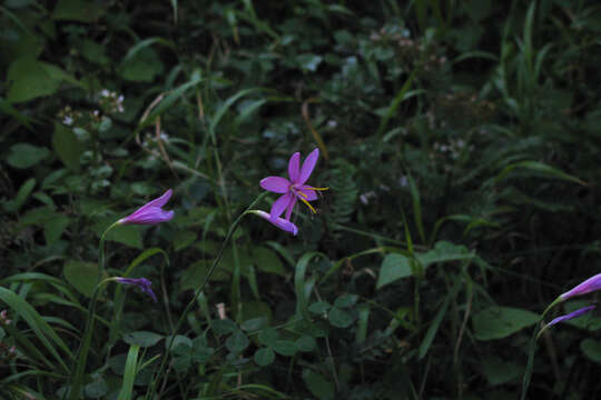 Image of Hesperantha baurii Baker