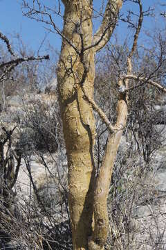 Plancia ëd Bursera aptera Ramirez