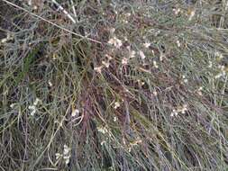 Image of spreading buckwheat