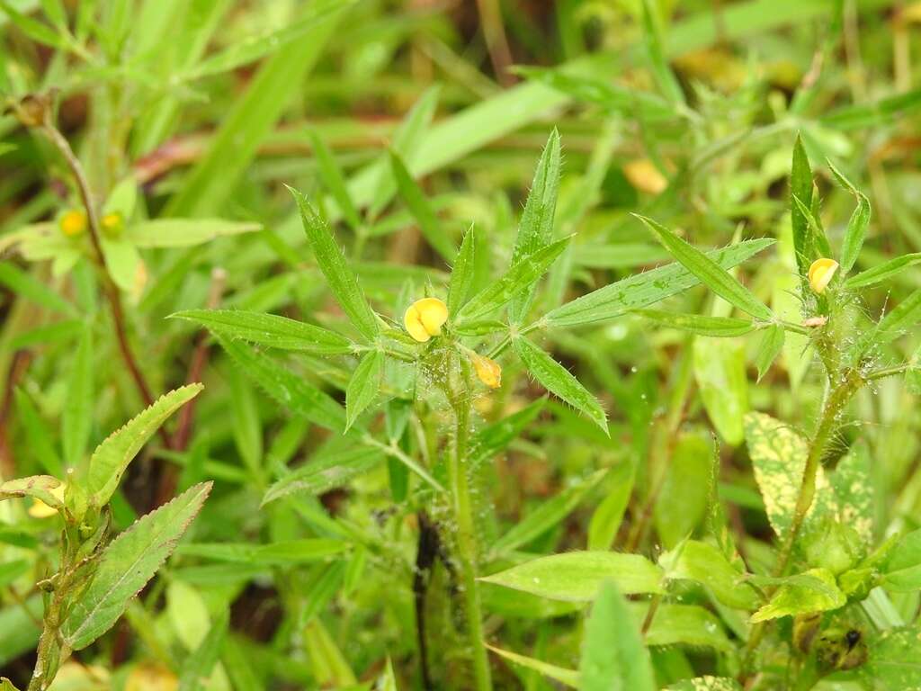 صورة Stylosanthes guianensis (Aubl.) Sw.