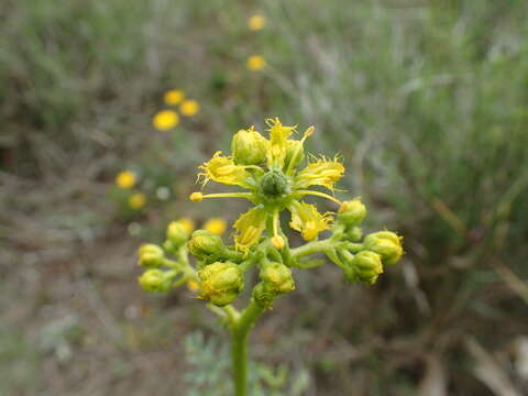 Sivun Ruta angustifolia Pers. kuva