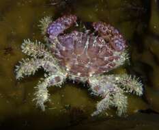 Image of lumpy rubble crab