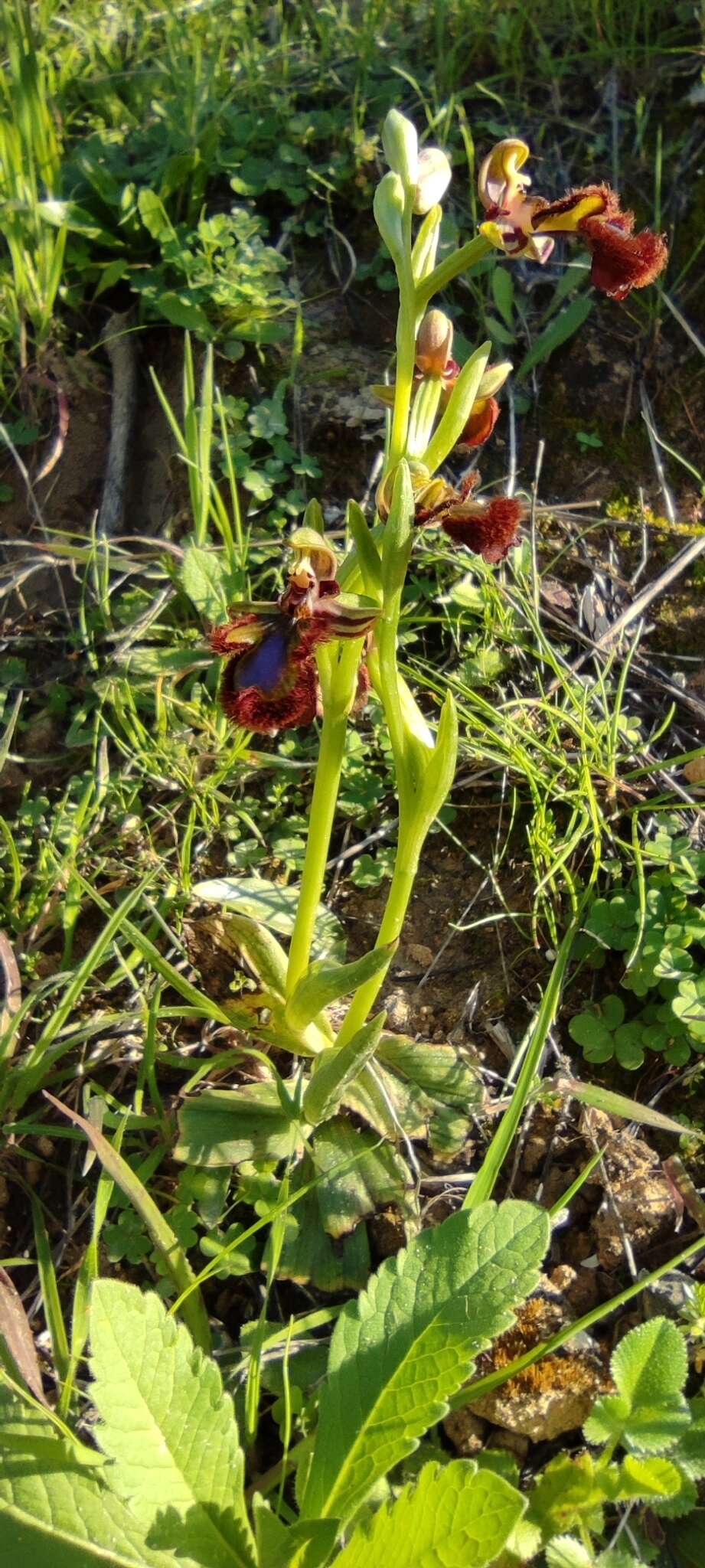 Image of Ophrys speculum subsp. speculum