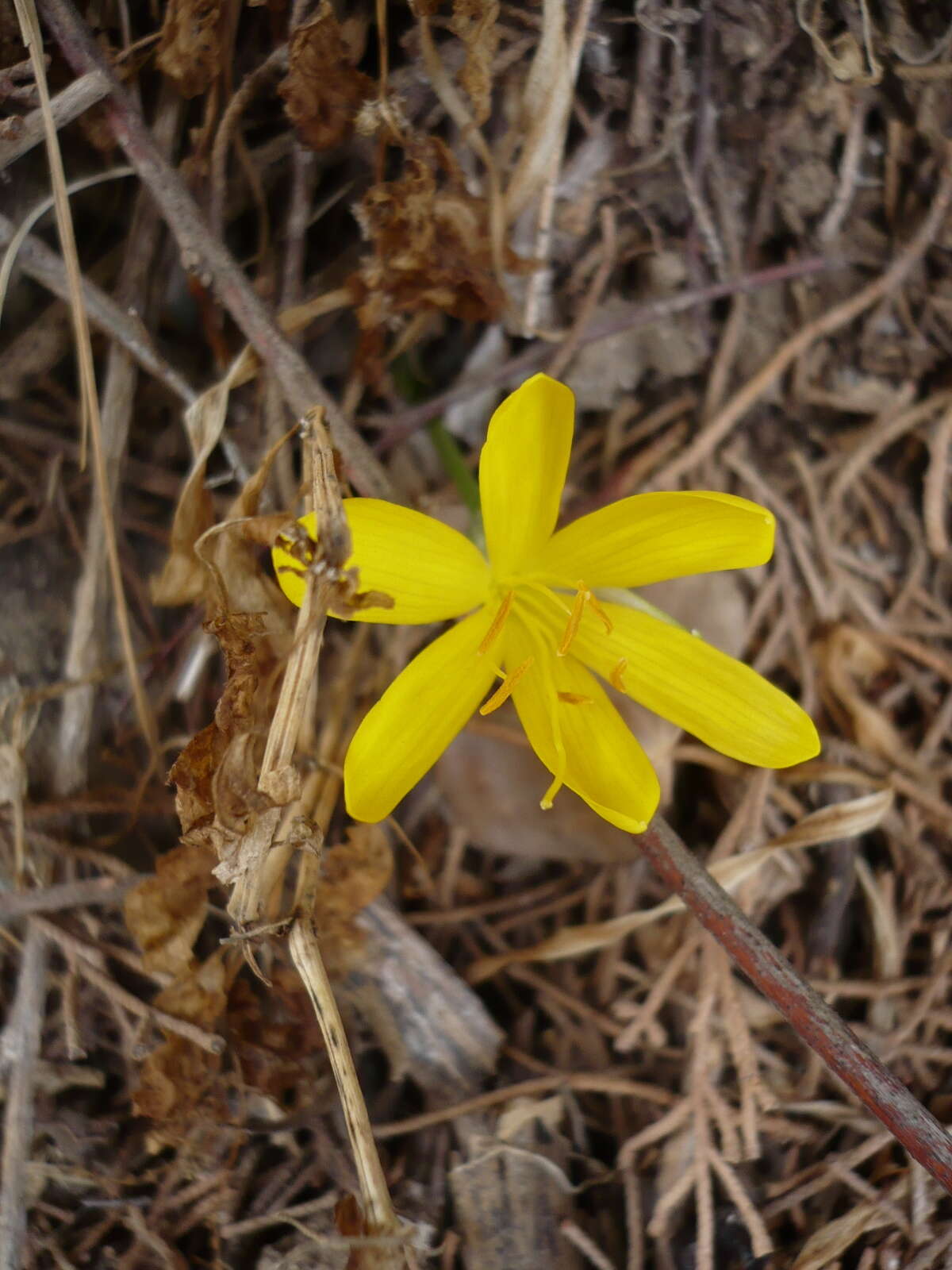 Image de Sternbergia lutea subsp. greuteriana (Kamari & R. Artelari) Strid