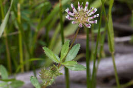 Image of clammy clover