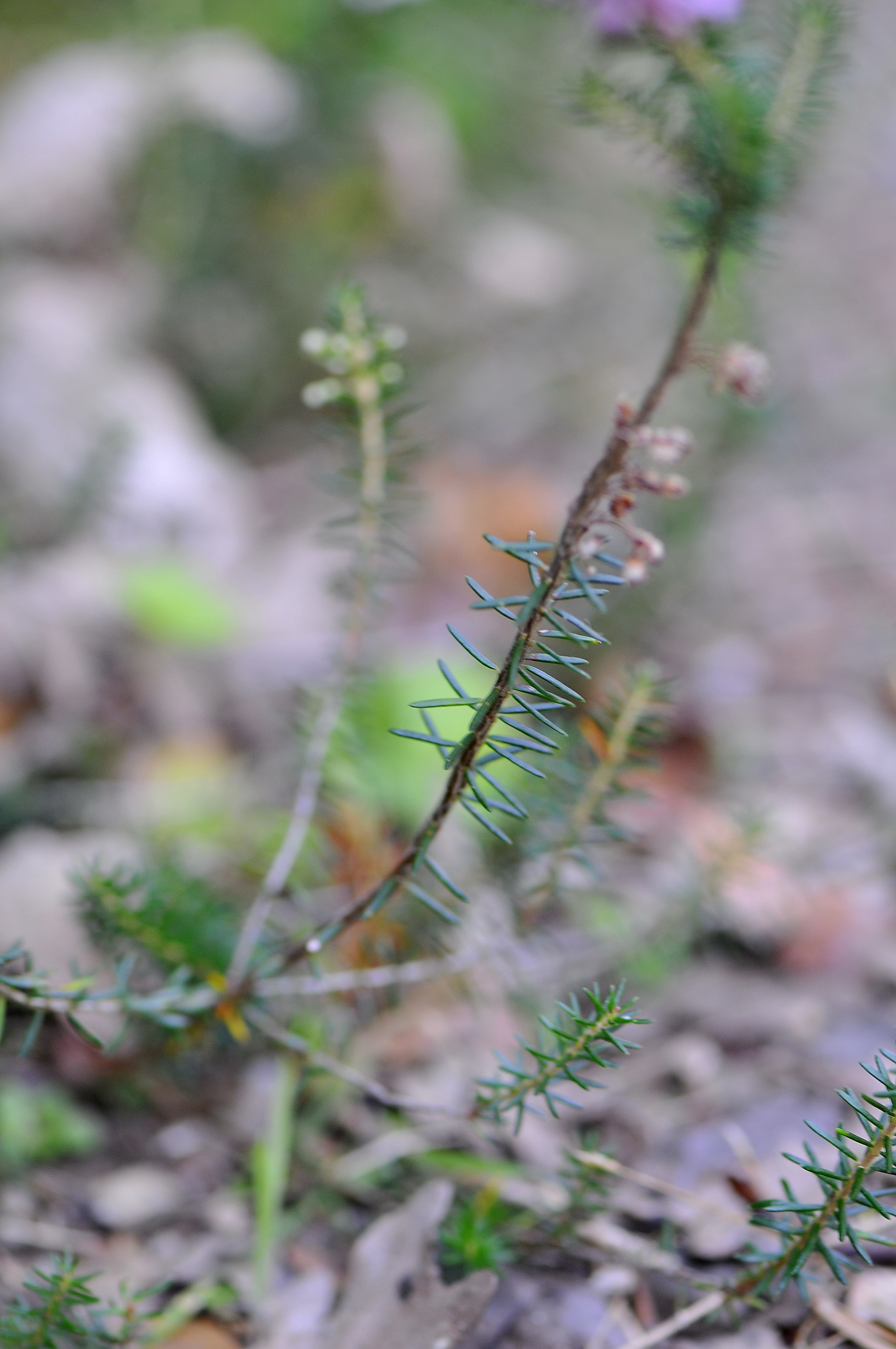 Erica vagans (rights holder: Jos Mara Escolano)