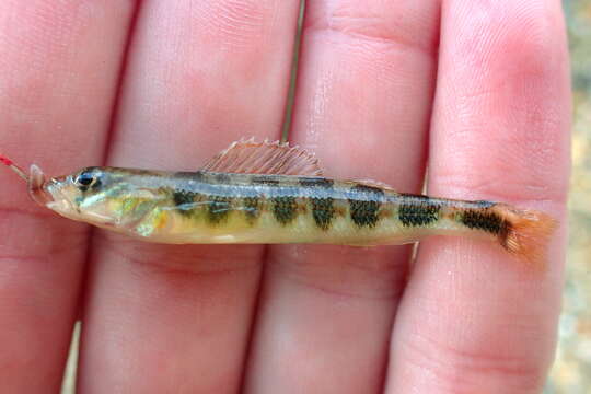 Image of Gilt Darter