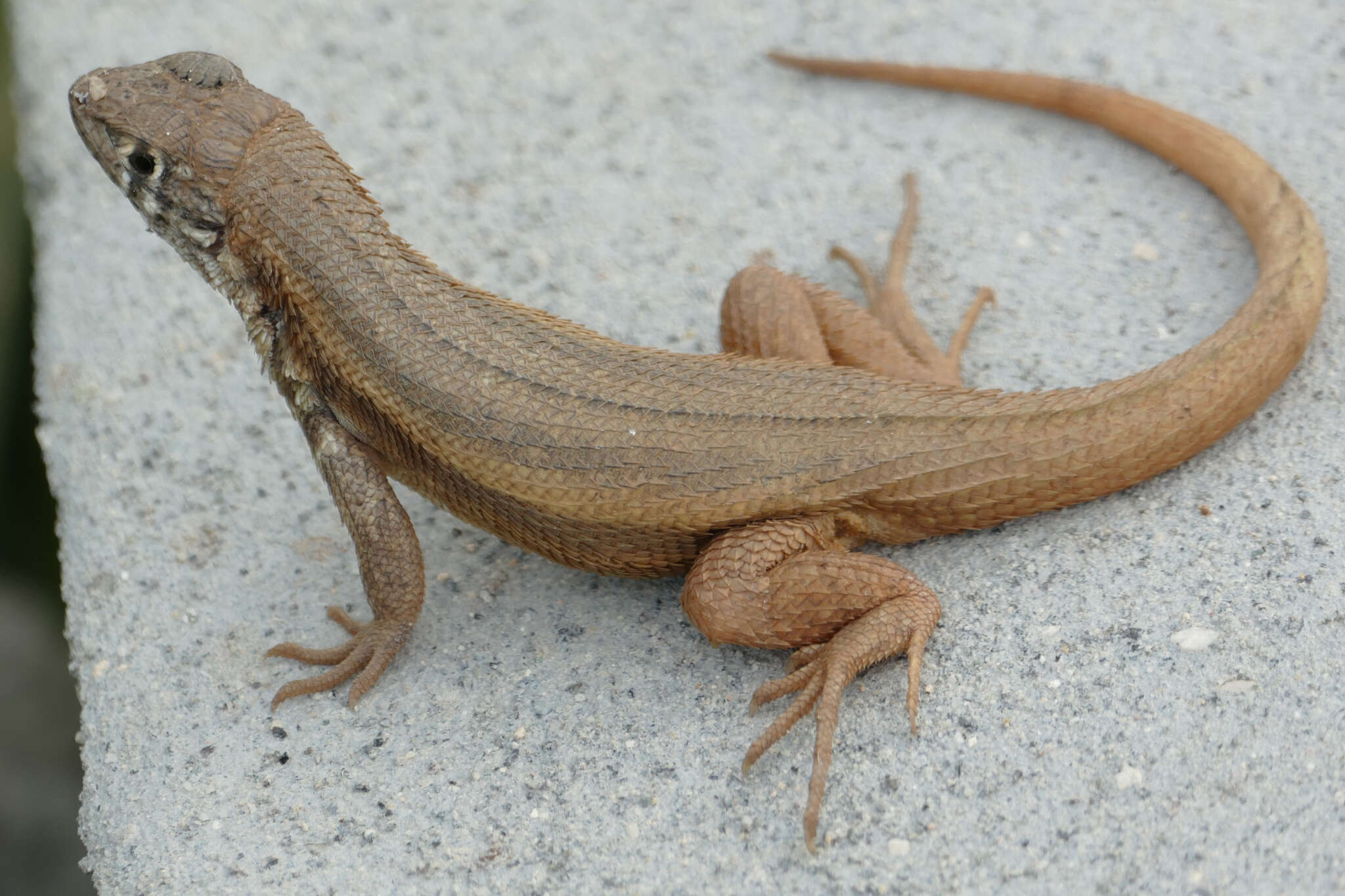 Image of Barahona curlytail lizard