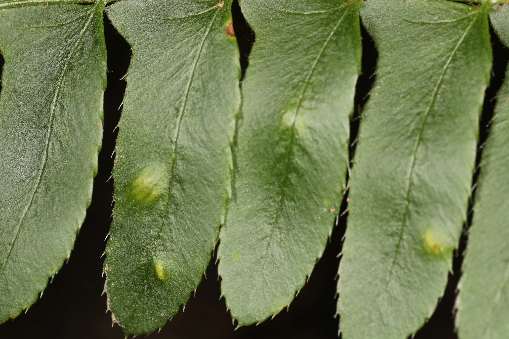 Plancia ëd Taphrina polystichi Mix 1938