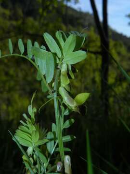 Imagem de Vicia melanops Sibth. & Sm.